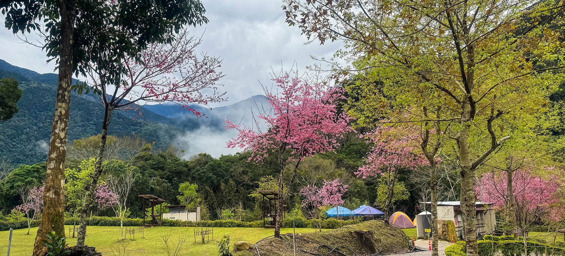 新竹櫻花季露營-鹿林道草皮營位-粉櫻盛開全景