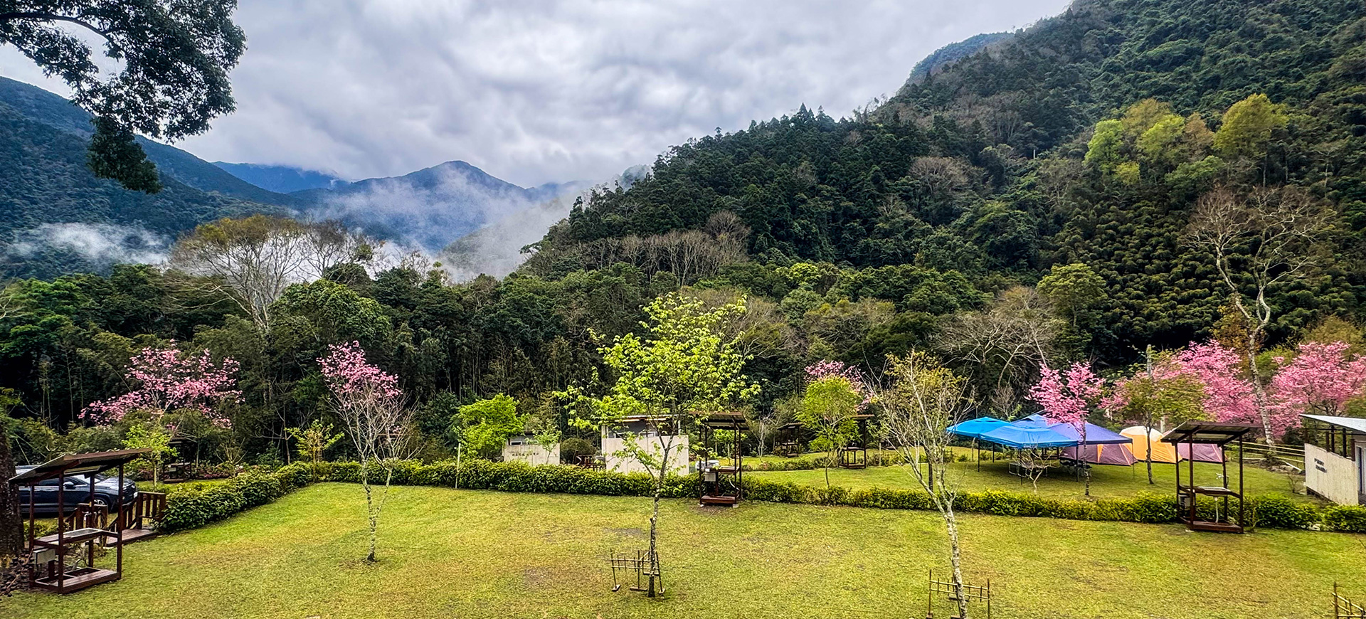 新竹露營區-鹿林道山嵐櫻花-雲霧繚繞營地全景