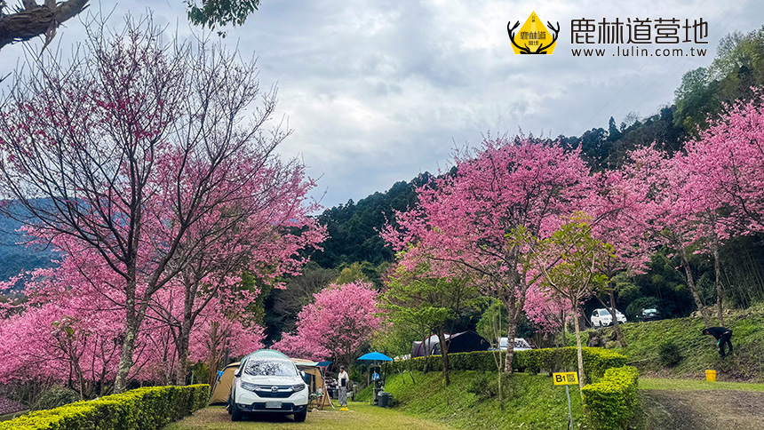 鹿林道櫻花季營地實景