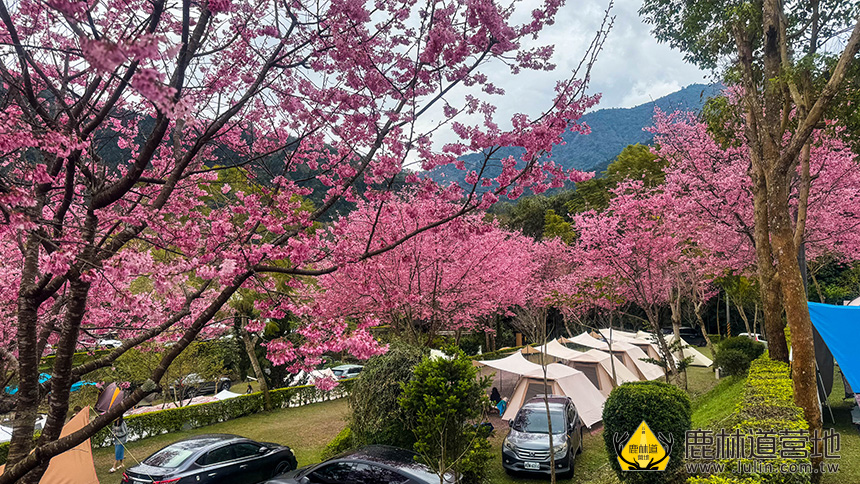 新竹櫻花季露營,鹿林道櫻花樹下搭帳